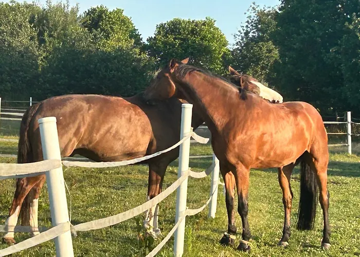 Διαμέρισμα Reitsportzentrum Lichtenholz Hamminkeln